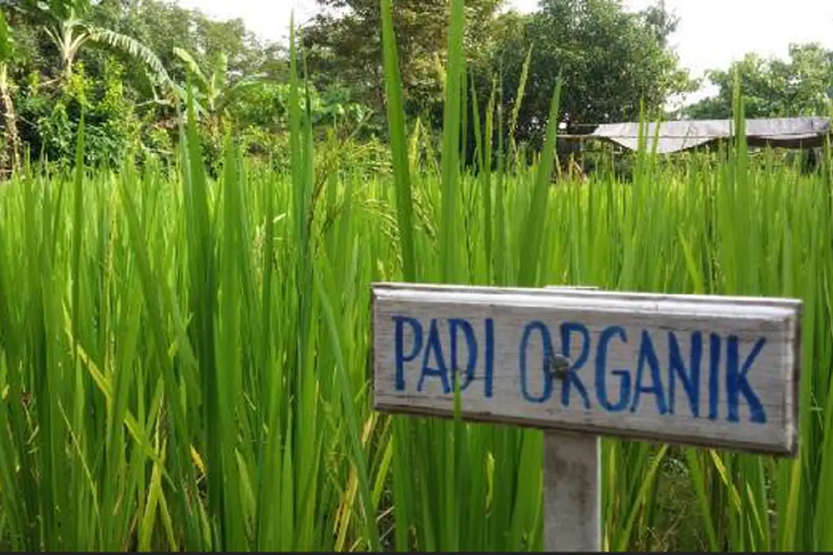 Padi Organik
