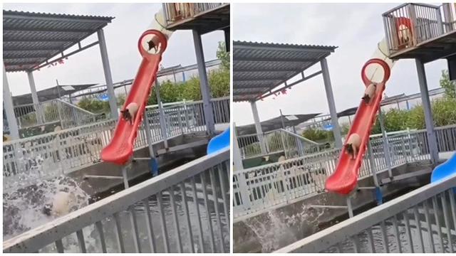 6 Potret Hewan Main Perosotan Ini Kocak, Tampak Gembira Bak Manusia