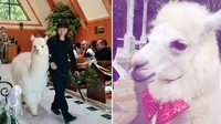 Di Jepang ditawarkan paket pernikahan yang menampilkan kehadiran Alpaka, hewan yang mirip dengan domba Llama sebagai saksi pernikahan. 