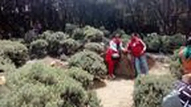 Kebun edelwis Gunung Papandayan tengah digunakan pengunjung