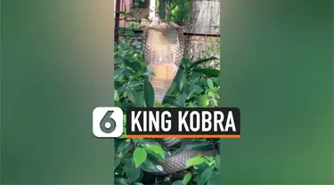 King Kobra