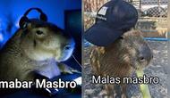 Meme kocak kapibara yang dijuluki mas bro oleh netizen (Twitter/wkwkland_real)