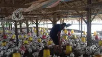 Peternak ayam di Desa Ujung Rambung, Muslim mengatakan, dirinya terus merugi sejak tiga minggu terakhir. Peternak ayam merugi karena harga jual lebih tinggi dari pada harga produksi.