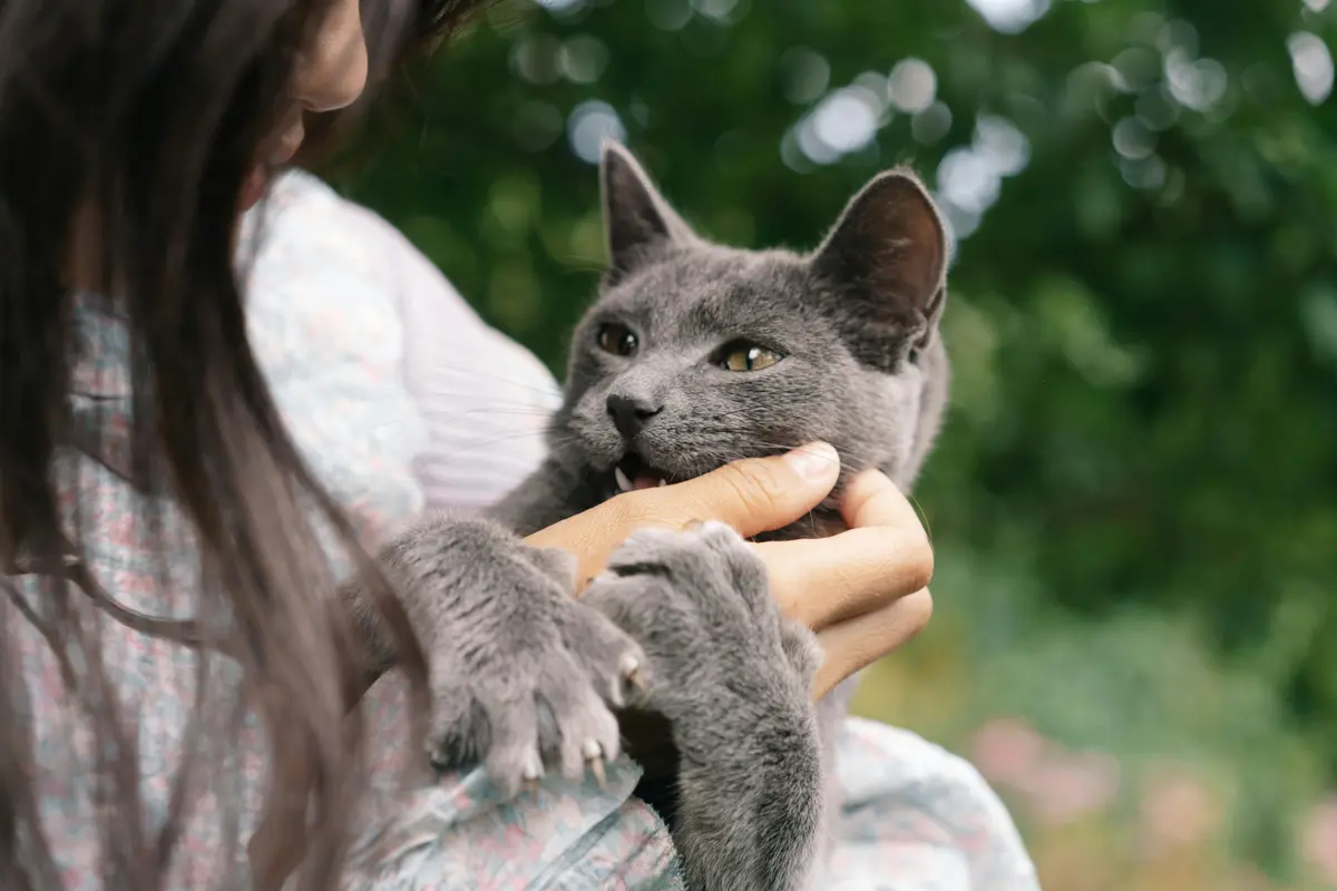 Mitos Atau Fakta Bahwa Cat Person Lebih Cerdas Daripada Dog Person? (photo by pexels.com)