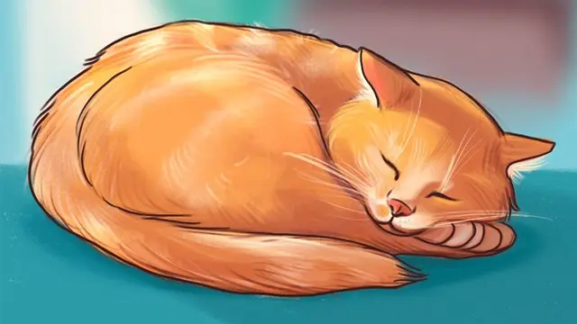 Coba Perhatikan, 6 Posisi Tidur yang Ungkap Suasana Hati Kucing