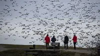 Sejumlah orang menyaksikan kawanan angsa salju terbang di Garry Point Park, di Richmond, British Columbia, Kanada pada Minggu (10/1/2021). Angsa, yang berkembang biak di Siberia, bermigrasi di sepanjang pantai pasifik untuk menghabiskan musim dingin. (Darryl Dyck/The Canadian Press via AP)