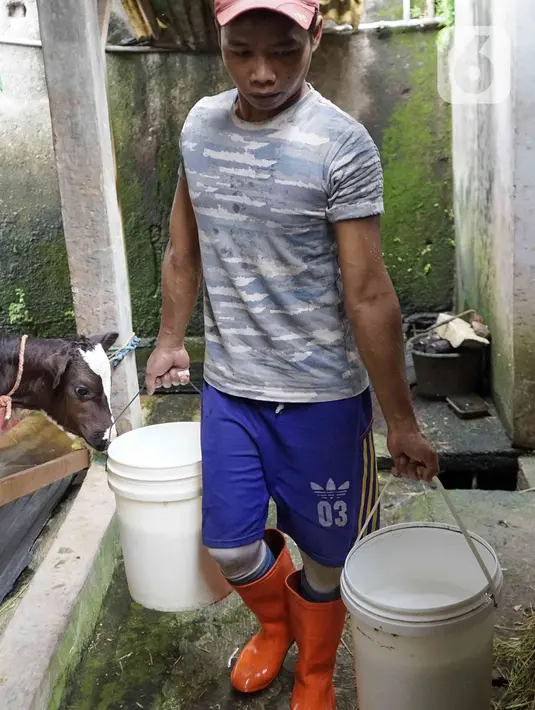 Pekerja membawa susu sapi hasil perahan di salah satu peternakan sapi perah kawasan Duren Tiga, Jakarta, Rabu (25/5/2022). Perternakan sapi perah di tempat tersebut selalu rutin menjaga kesehatan sapi dengan mendatangkan dokter. Dan saat ini harga susu dijual Rp 11.000 per liter. (Liputan6.com/Herman Zakharia)
