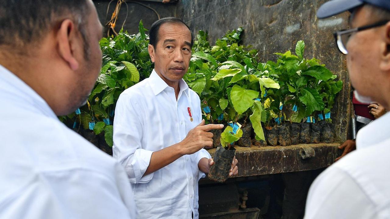 VIDEO: Jokowi Usai Panen Kopi "Harga Saat ini Terus Naik, Subsidi Naik 2 Kali Lipat"