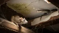 Cara Bedakan Suara Ular VS Tikus di Plafon Rumah, Pahami Ciri-Ciri Keberadaannya