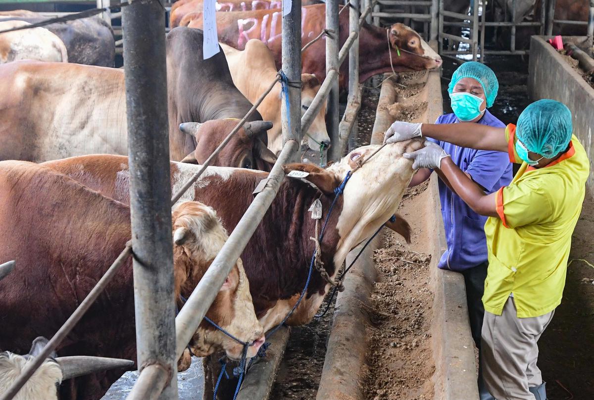 FOTO: Pemeriksaan Hewan Kurban Diperketat Jelang Idul Adha 1447 H