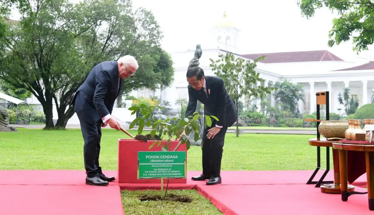 Presiden Joko Widodo (Jokowi) dan Presiden Federasi Jerman Frank-Walter Steinmeier melakukan penanaman pohon Cendana di halaman belakang Istana Kepresidenan Bogor, Kamis (16/6/2022). Penanaman pohon tersebut menjadi salah satu kegiatan rutin Jokowi saat menerima kunjungan kenegaraan. (Foto: Lalily Rachev - Biro Pers Setpres)