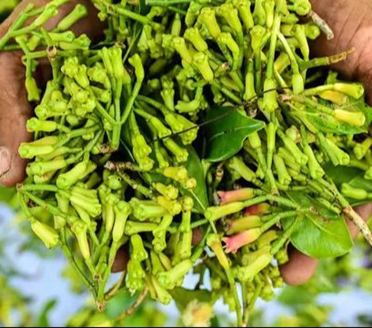 Seorang petani menunjukkan segenggam cengkih atau cengkeh yang telah dipetik setelah panen di sebuah hutan di Lhoknga, Aceh, pada 30 Januari 2024.&nbsp;Komoditas cengkih pernah berjaya dan menjadi komoditas unggulan di Aceh pada era 1980-an.&nbsp;Foto: CH