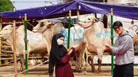 Lesty Kejora dan Rizky Billar beli sapi kurban (Sumber: Instagram/rizkybillar)