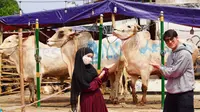 6 Momen Lesty Kejora dan Rizky Billar Beli Tiga Sapi Kurban