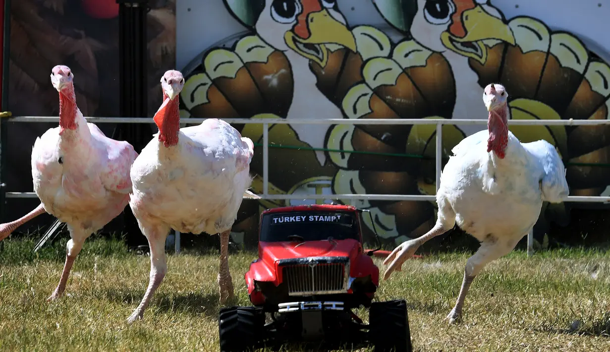 Sejumlah ayam kalkun mengejar truk remote kontrol saat balap Turkey Stampede pada acara tahunan Kern County Fair di Bakersfield, California, Sabtu (30/9). Mainan truk remote kontrol itu berisi makanan sebagai umpan bagi ayam Kalkun. (Mark RALSTON/AFP)