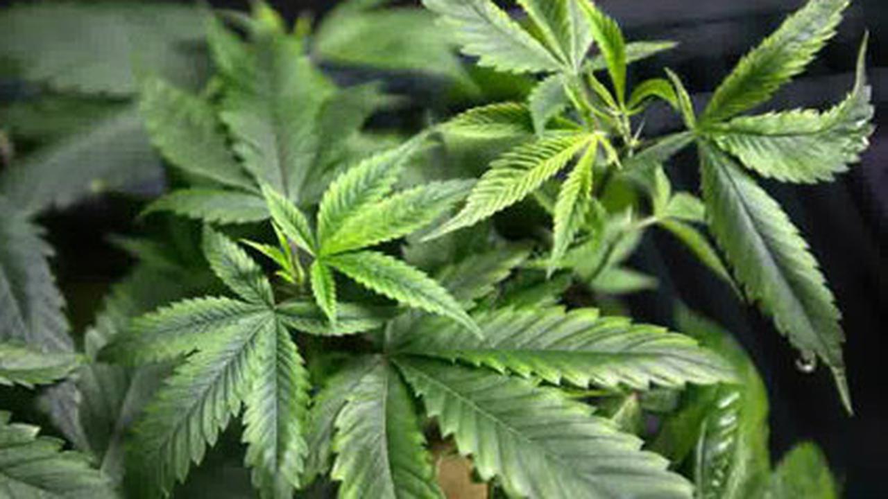 BNN Gandeng Unud Teliti Ganja Medis, DPR Ingatkan Tetap Objektif dan Hanya Untuk Medis