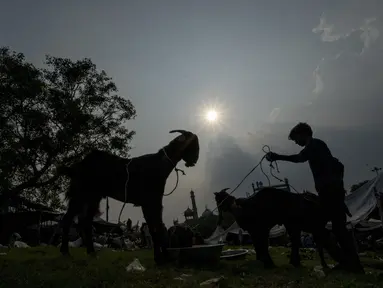 Kambing diberi makan di pasar ternak menjelang Idul Adha di New Delhi, India, Selasa, 5 Juli 2022. Umat Muslim di seluruh dunia merayakan Idul Adha, atau "Hari Raya Kurban," yang memperingati kisah Al Quran tentang kesediaan Nabi Ibrahim mengorbankan anaknya sebagai bentuk ketaatan kepada Allah SWT. (AP Photo/Altaf Qadri)