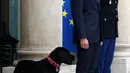 Presiden Prancis Emmanuel Macron bersama anjingnya Nemo saat menyambut tamu di Istana Elyses, Paris, Prancis (28/8). Nemo merupakan salah satu anjing ras terpopuler di dunia yang dikenal Energik, pandai dan bersahabat. (AP Photo / Francois Mori)