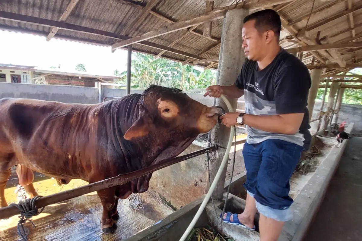 Sapi Jokowi