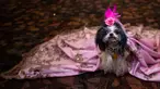 Seekor anjing mengenakan jubah menunggu di belakang panggung untuk New York Pet Fashion Show ke-17 di New York City, Kamis (6/2/2020). Acara ini menampilkan pertunjukan anjing yang berjalan di catwalk dengan kostum yang unik. (Photo by Johannes EISELE / AFP)
