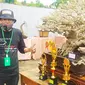 Masa pandemi Covid-19 yang sudah berlangsung dalam dua tahun terakhir, cukup memukul ekonomi warga, sehingga datangnya gelaran atau kontes bonsai, mampu menggairahkan minat para komunitas. (Liputan6.com/Jayadi Supriadin)