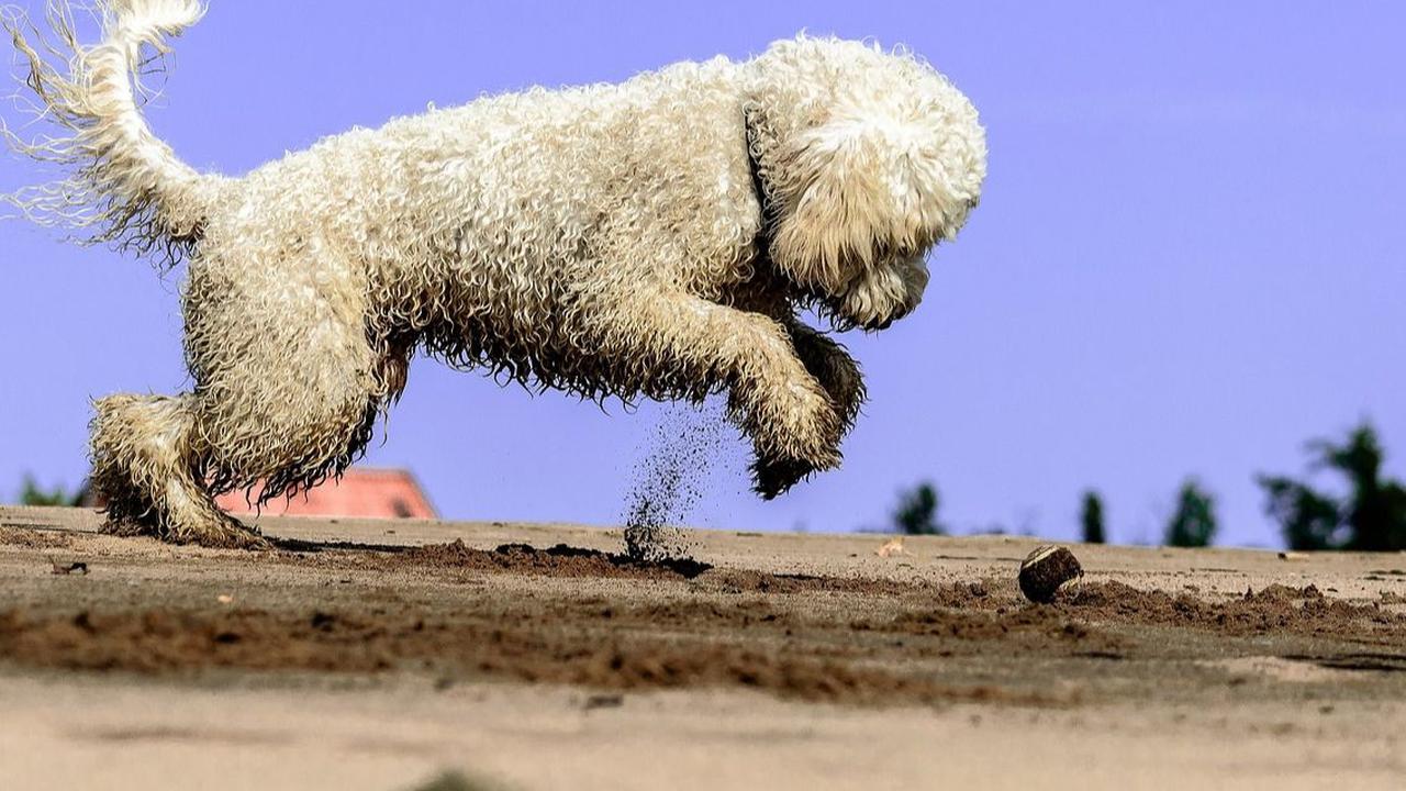 Cara Merawat Anjing Doodle