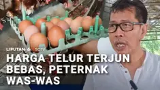 Harga telur ayam yang terjun bebas membuat peternak makin was-was. Telur ayam kini hanya dihargai Rp20.000 per kilogram, tidak sebanding dengan beban operasionalnya.