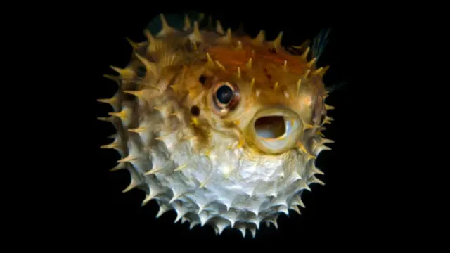 Ilustrasi ikan buntal. (Unsplash)
