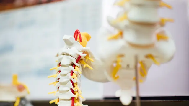 Ilustrasi tulang belakang