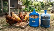 7 Cara Membuat Fermentasi Pakan Ayam Skala Rumahan Menggunakan Galon Bekas, Praktis dan Hemat Biaya