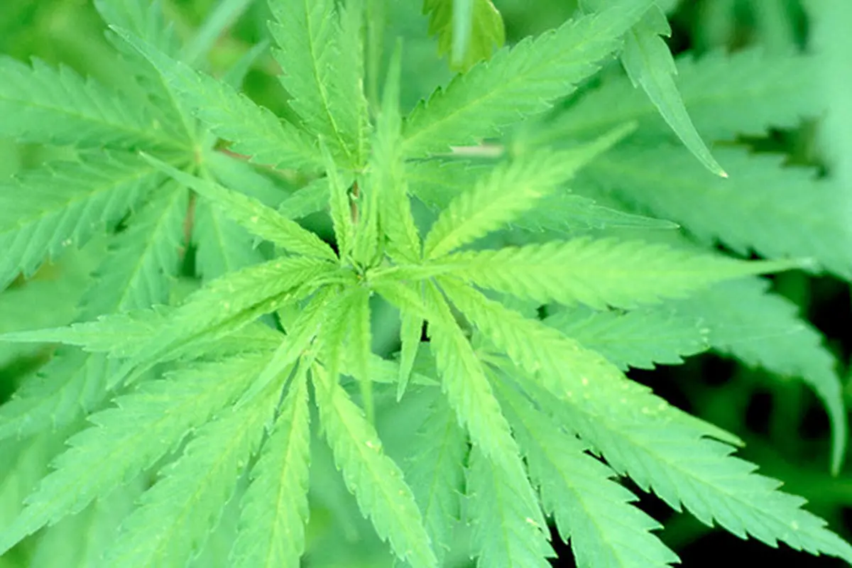 Enam Fakta Menarik Tentang Ganja yang Perlu Diketahui 