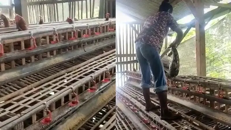 Ayamnya Terus Berkurang, Peternak Kaget Temukan Ular Piton Bersarang di Kandang Ayam