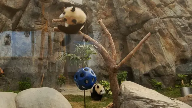 Jia Jia dan De De