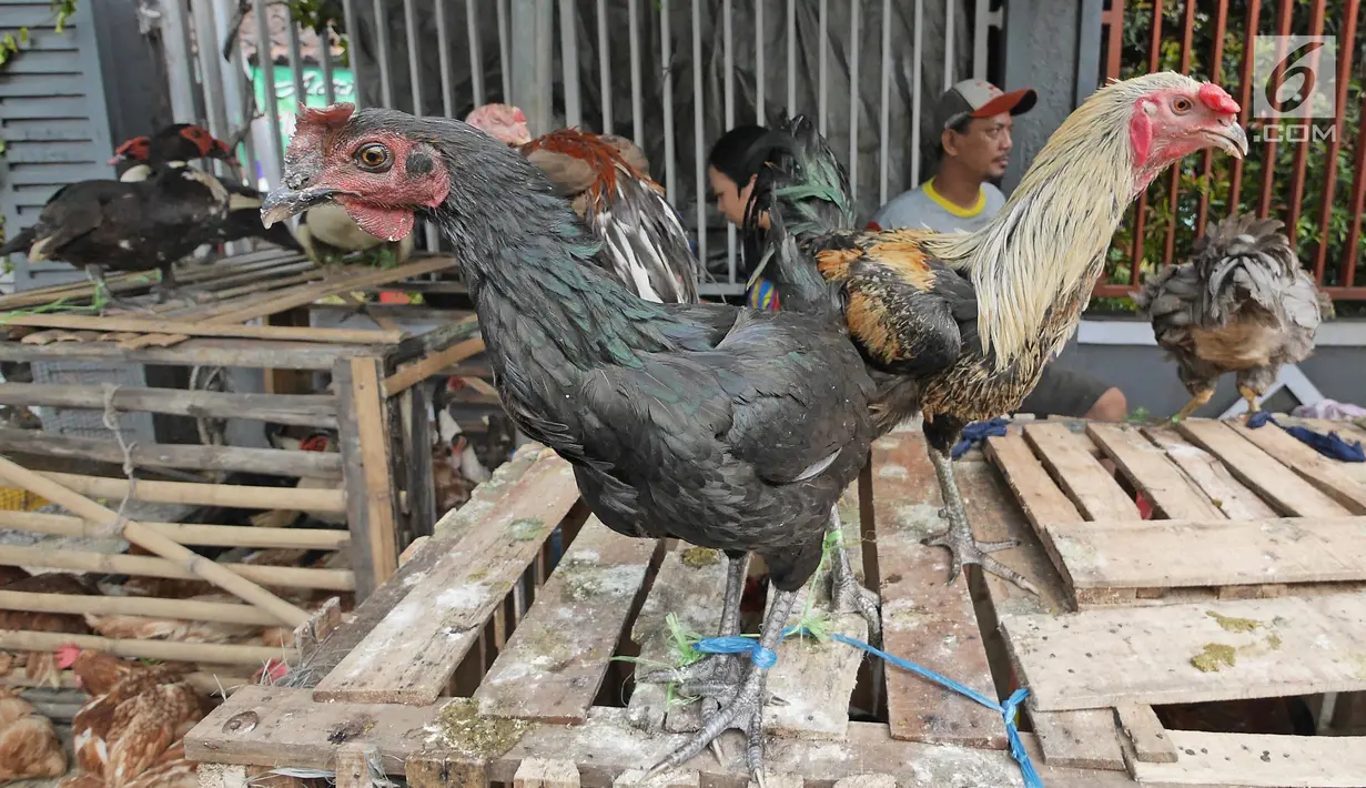 Seekor ayam yang di jual di kawasan jalan raya Bogor KM 32, Depok, Selasa (12/6). Menjelang perayaan Idul Fitri 1439 H, para pedagang ayam dan entok mulai memadati pinggir jalan raya Bogor KM 32. (Liputan6.com/Herman Zakharia)