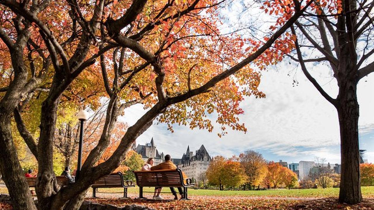 pepohonan maple di Kanada © pixabay.com/ottawagraphics