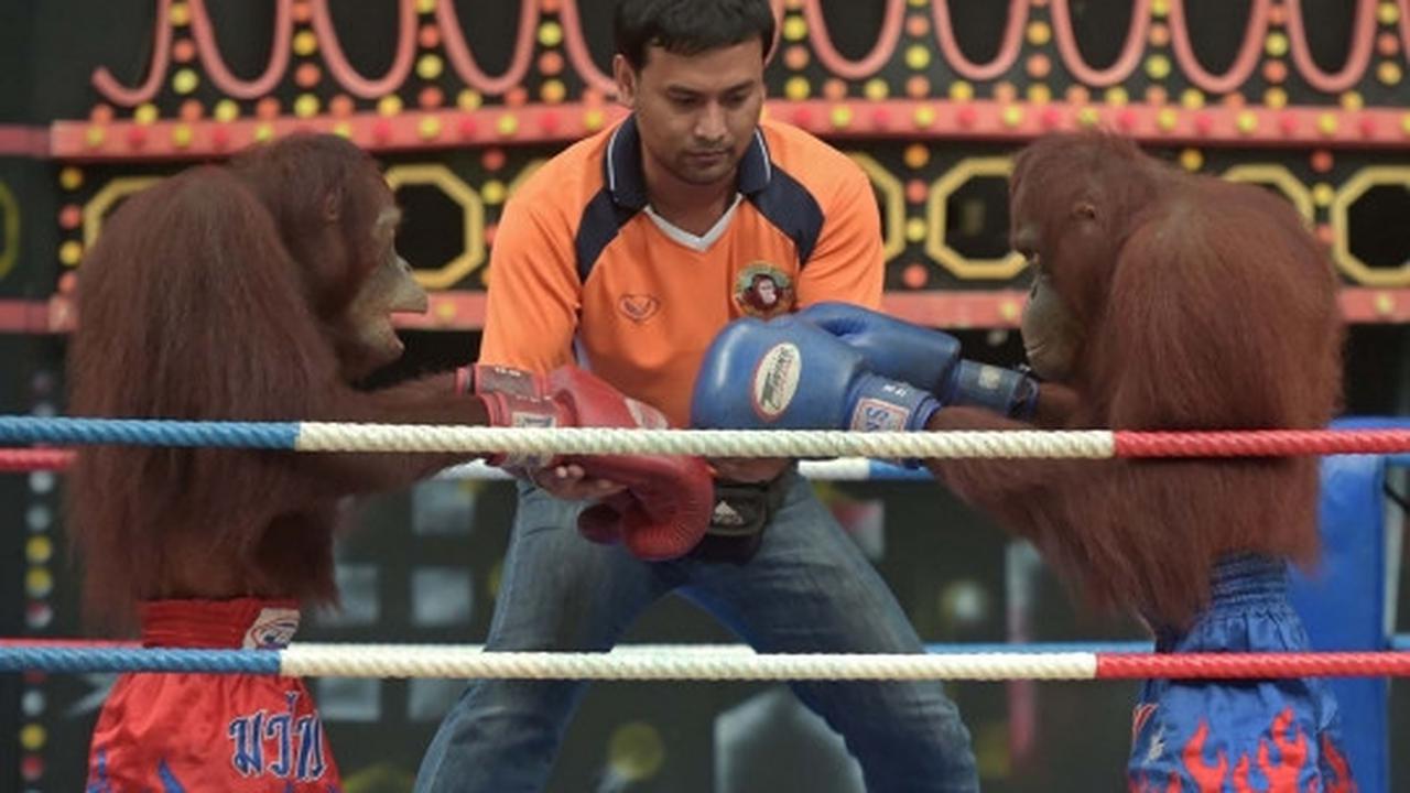 Aksi seru dan lucu orang utan bertanding Muay Thai