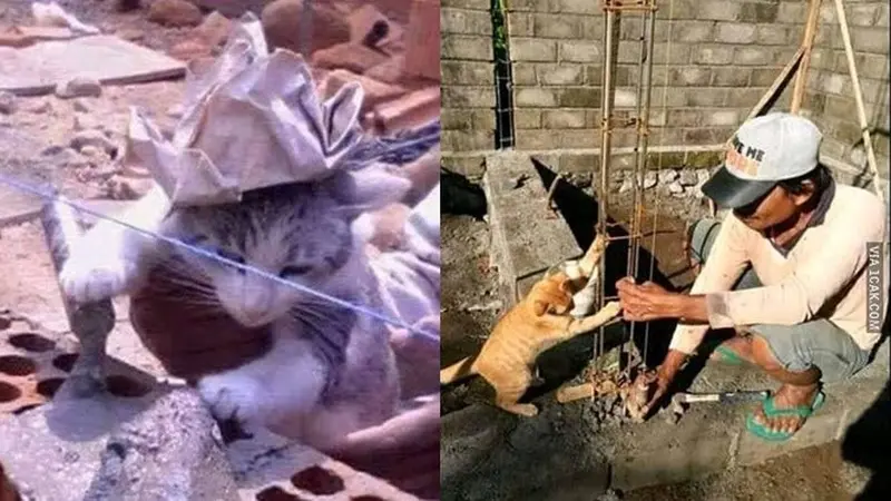 6 Potret Kucing Jadi Tukang Bangunan Ini Bikin Ketawa Geli