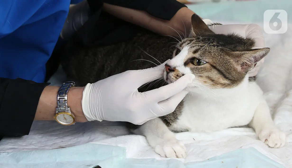 Petugas memeriksa seekor kucing saat melakukan vaksinasi antirabies terhadap hewan peliharaan di Kelurahan Rawa Jati, Jakarta, Sabtu (7/11/2020). Pemberian vaksin gratis tersebut untuk menghindari dan mengantisipasi penyebaran penyakit rabies kepada hewan peliharaan. (merdeka.com/Imam Buhori)