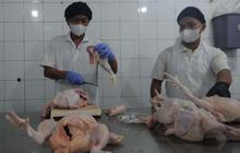 FOTO: Kunjungi Rumah Ayam Potong, Mendag Zulhas: "Udah Nggak Tawar-Tawar Lagi untuk Besok Harus Ada Sertifikasi Halal"