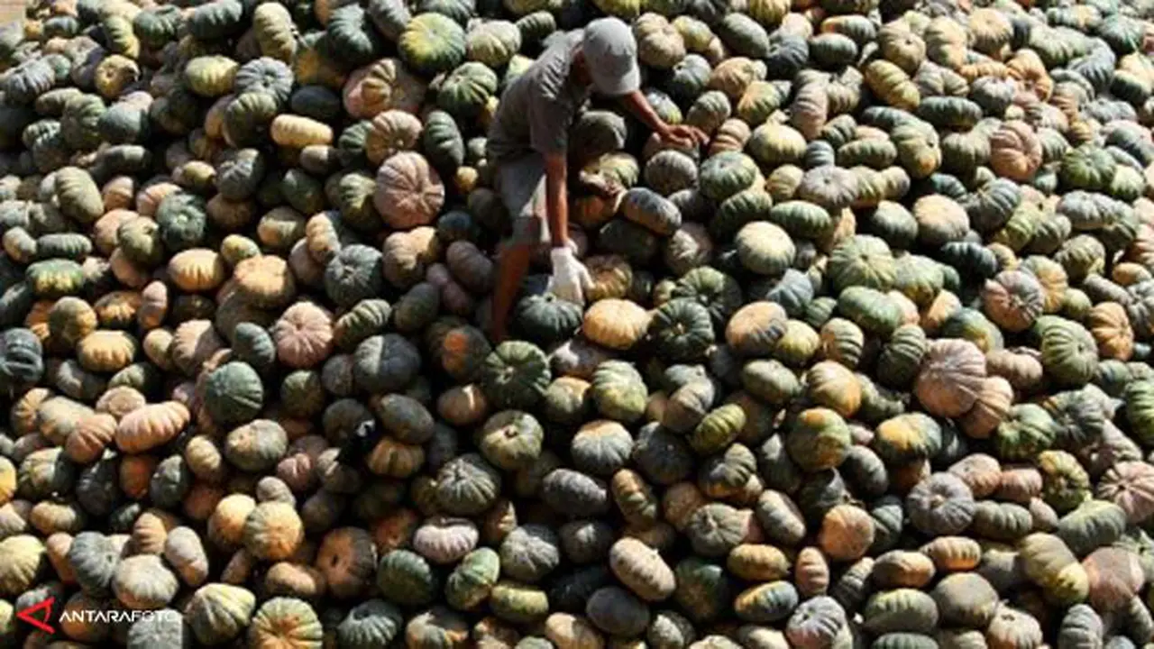labu-parang-2-131003b.jpg
