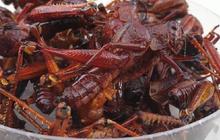 Daftar Makanan Ekstrem Berbahan Serangga di Indonesia, Berani Coba?