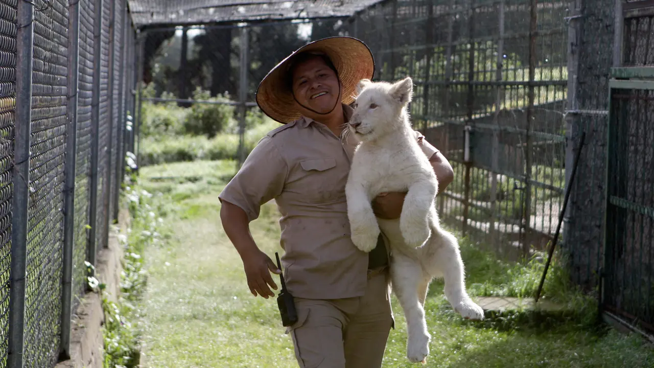 Yuk, Ikuti Kontes Penamaan 2 Anak Singa Putih Langka Ini