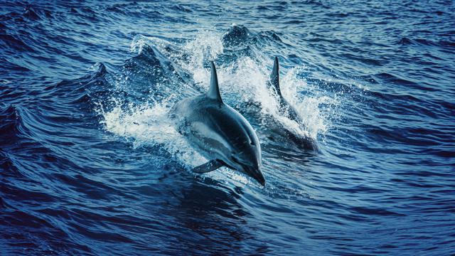 Paus dan Lumba-Lumba Berkembang Biak dengan Cara yang Unik dan Menarik