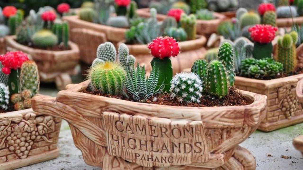 20170706-bikin rumah minimalis tetap hijau-rumahcom-boy