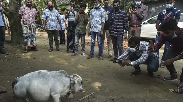 Rani, Sapi Terkecil dari Bangladesh