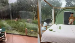 Anantara Golden Resort, Chiang Rai Thailand menawarkan penginapan resor unik dengan pemandangan langsung gajah di depan kamar. (Dok: TikTok&nbsp;@abdulla_alsenaani)