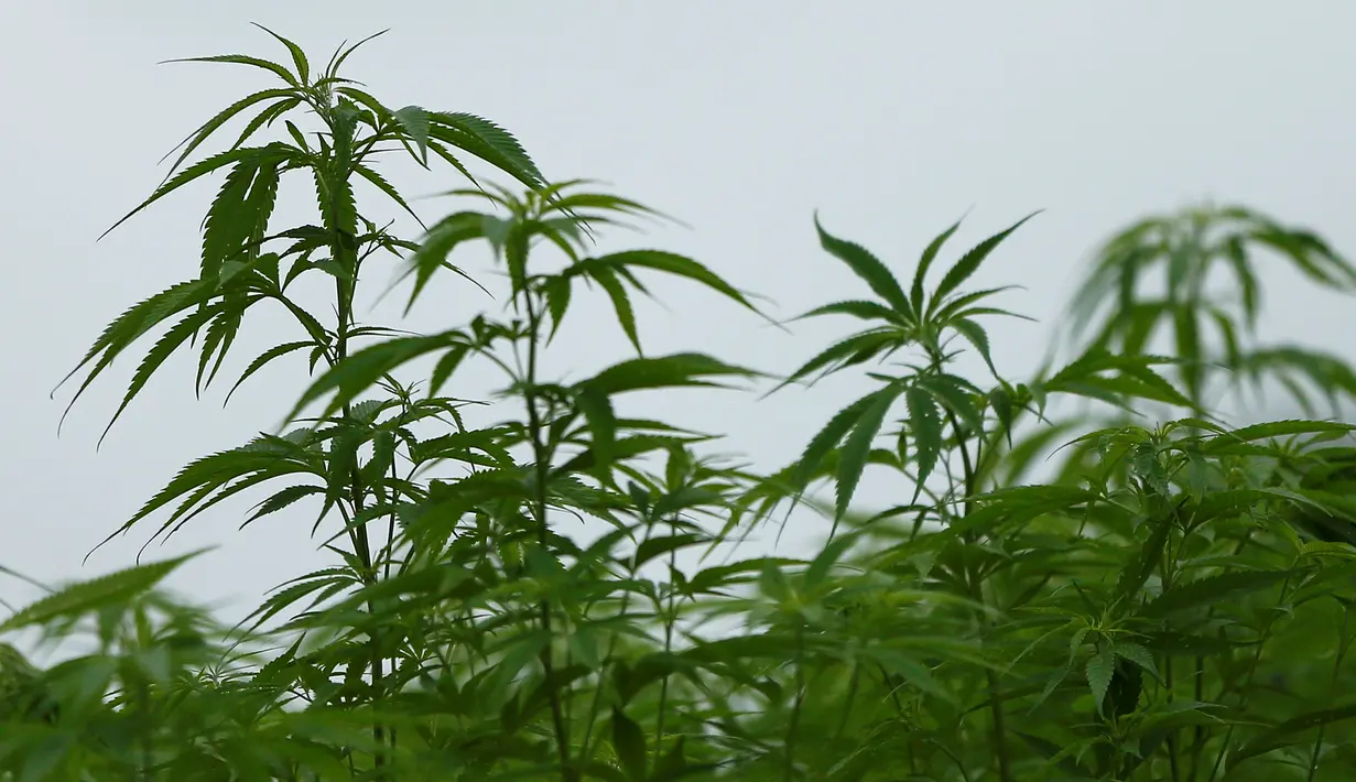 Daun ganja yang tumbuh subur di sebuah perkebunan terbesar di Kanuma, Prefektur Tochigi, Jepang, 5 Juli 2016. Nantinya ganja tersebut dipanen untuk diolah kembali menjadi kain, tali ataupun kertas. (REUTERS/Issei Kato)