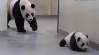 Video Bayi Panda yang Menggemaskan