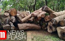 VIDEO: Investigasi Revitalisasi Monas, Tim Komrah Temukan Pohon yang Hilang