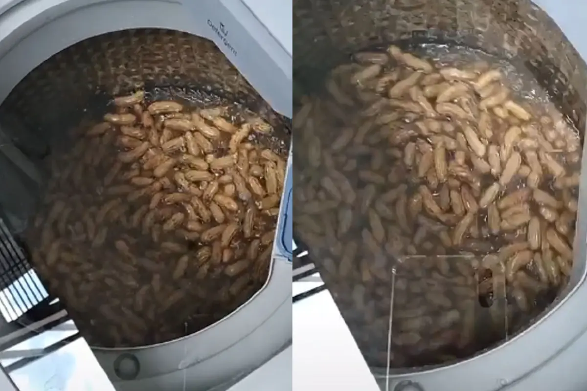Seorang warganet menggunakan mesin cuci untuk mencuci kacang tanah.